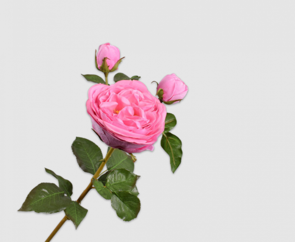 Роза Spray Pink