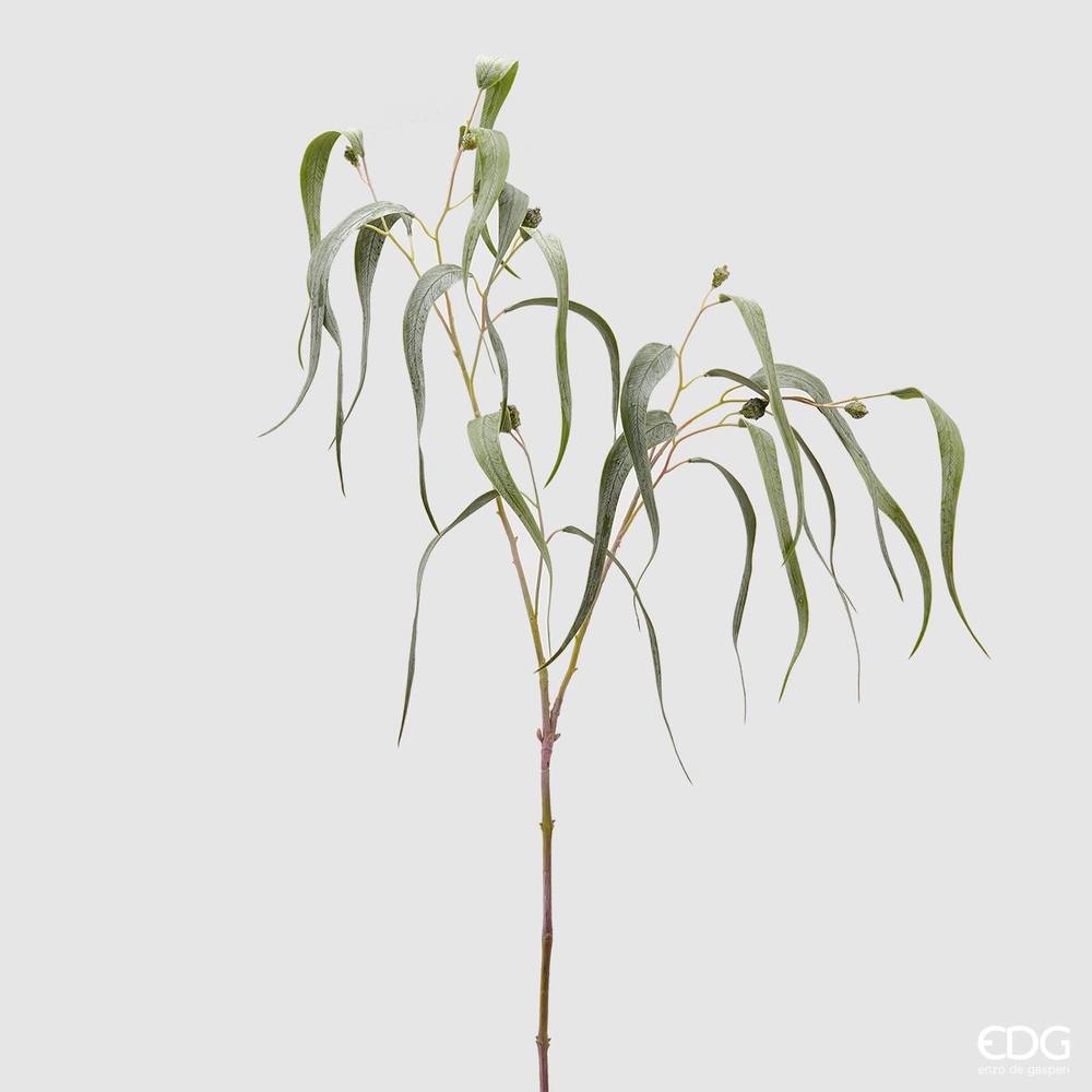 Ramură de eucalipt Bell