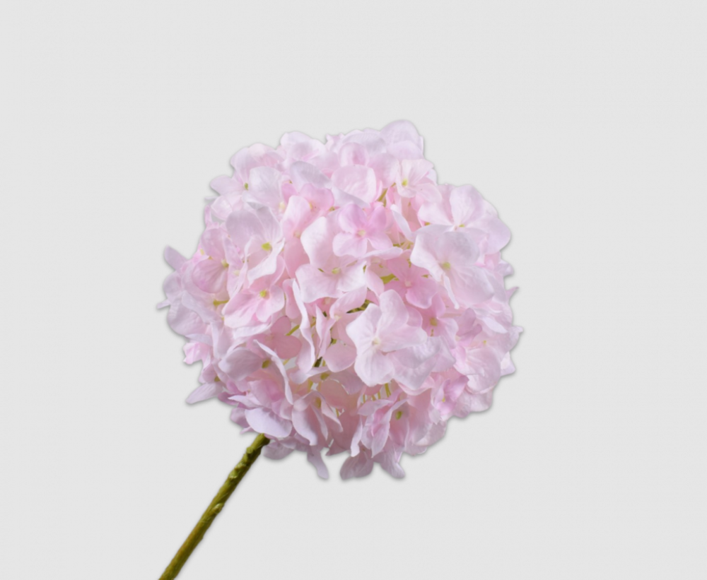 Hortensie Stem Lt