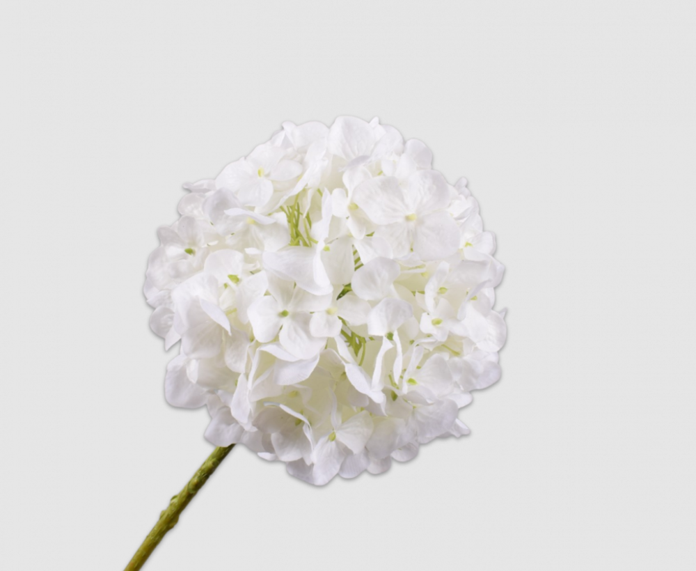 Hortensie Stem