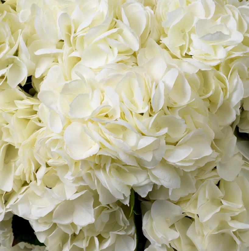 Hydrangeas Real-Touch