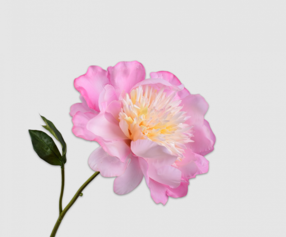 Peony Stem