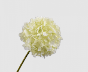 Hydrangea Stem